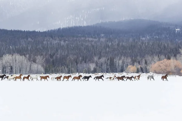 Pferde laufen im Schnee — Stockfoto
