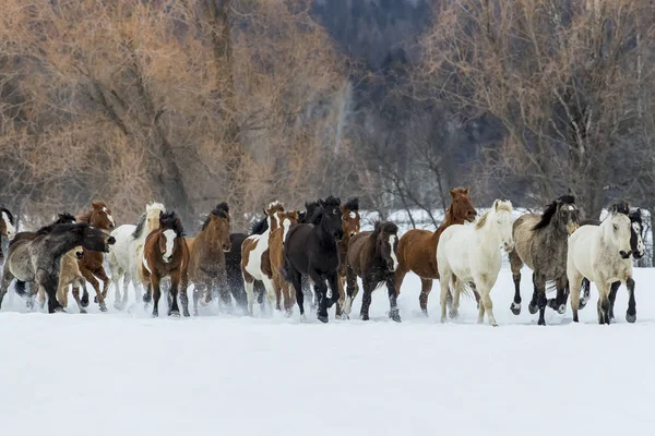 Cavalos correndo na neve — Fotografia de Stock