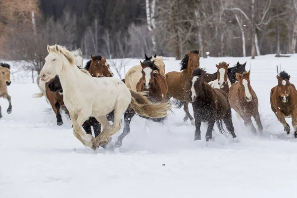 Cavalos correndo na neve — Fotografia de Stock