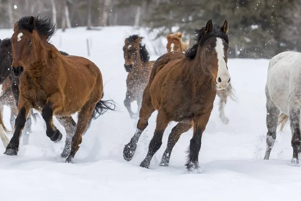 Caballos corriendo en la nieve — Foto de Stock