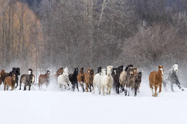 Cavalos correndo na neve — Fotografia de Stock