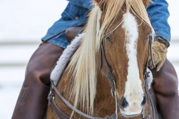 Ковбои пасут лошадей в снегу — стоковое фото