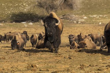 bufalo sürüsü