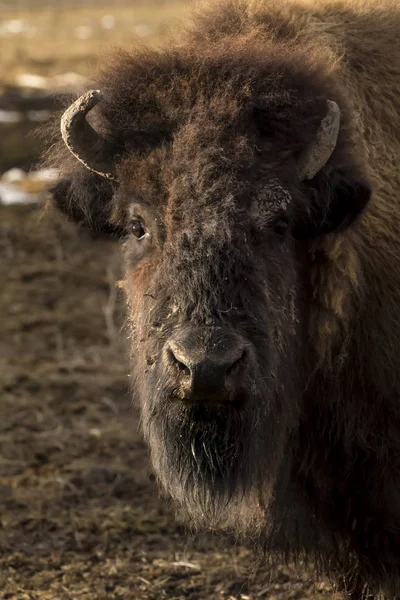 Troupeau de Buffalo — Photo