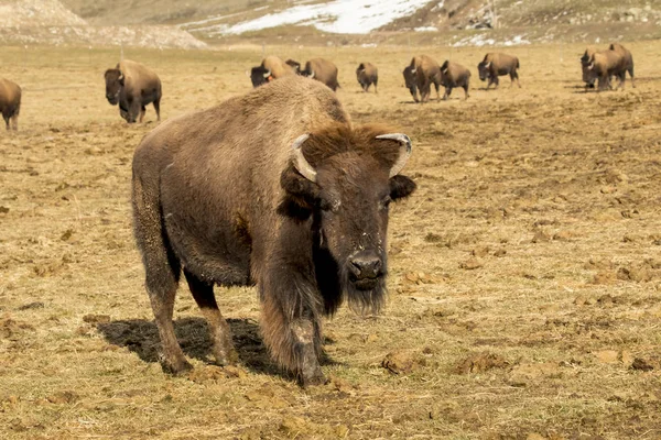 Herd Of Buffalo — Stock Photo, Image