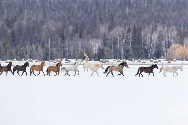 Chevaux qui courent dans la neige — Photo