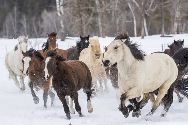 Pferde laufen im Schnee — Stockfoto