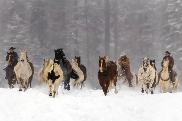 Pferde laufen im Schnee — Stockfoto