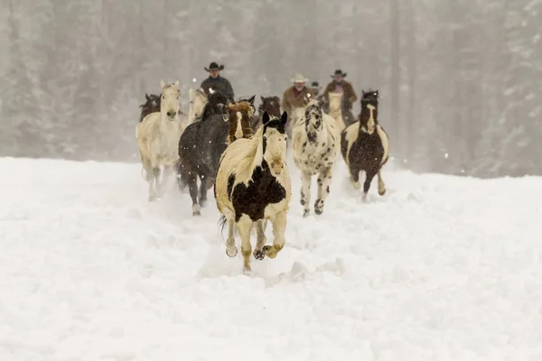 Cavalos correndo na neve — Fotografia de Stock