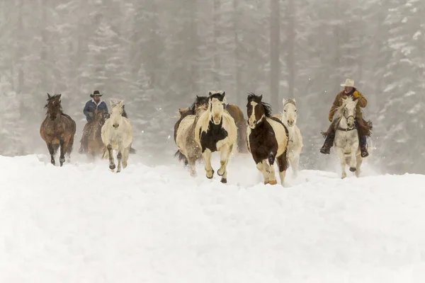 Horses Running In The Snow — Stock Photo, Image