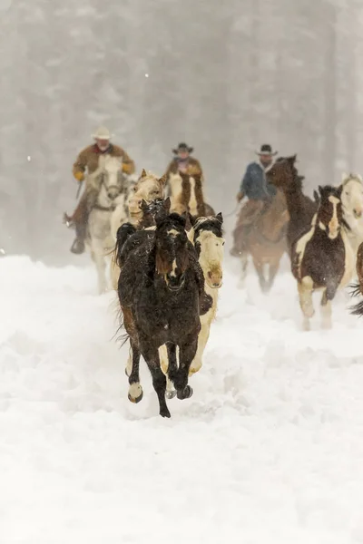 Konie biegające w śniegu — Zdjęcie stockowe