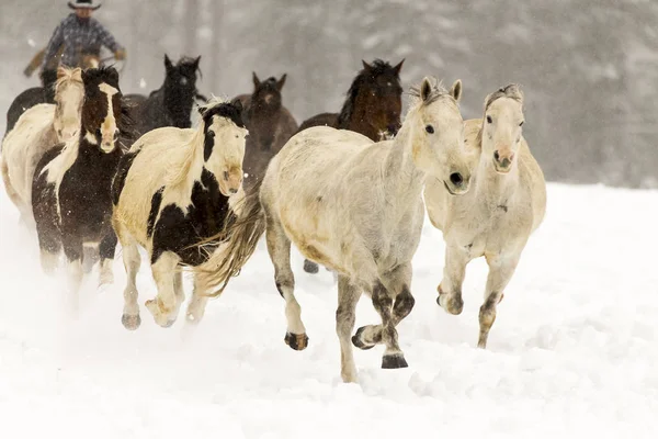 Лошади бегут по снегу — стоковое фото