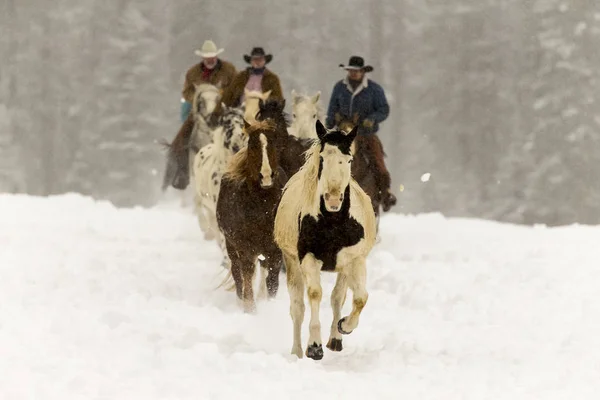 在雪中奔跑的马 — 图库照片