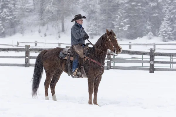 Cowboys terelő lovak a hóban — Stock Fotó