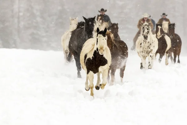 Lovak futnak a hóban — Stock Fotó
