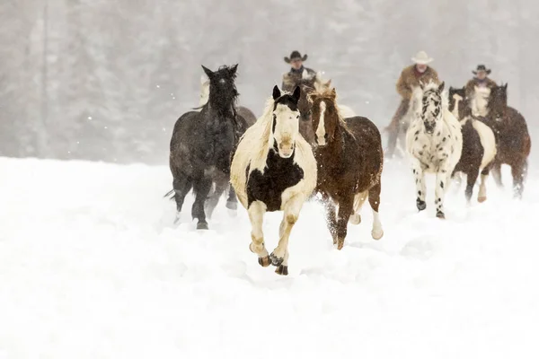 Caballos corriendo en la nieve — Foto de Stock