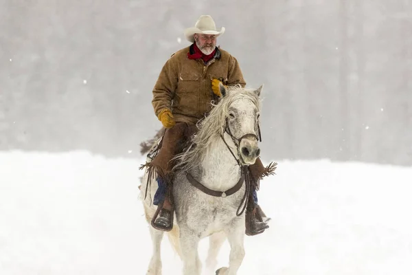 Horses Running In The Snow — Stock Photo, Image