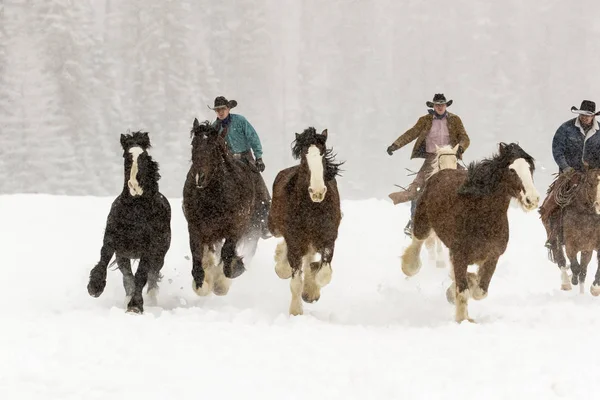 Cavalos correndo na neve — Fotografia de Stock