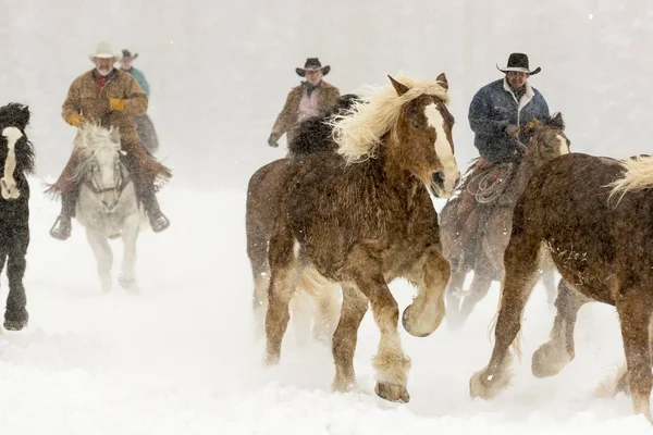 Caii aleargă în zăpadă — Fotografie, imagine de stoc