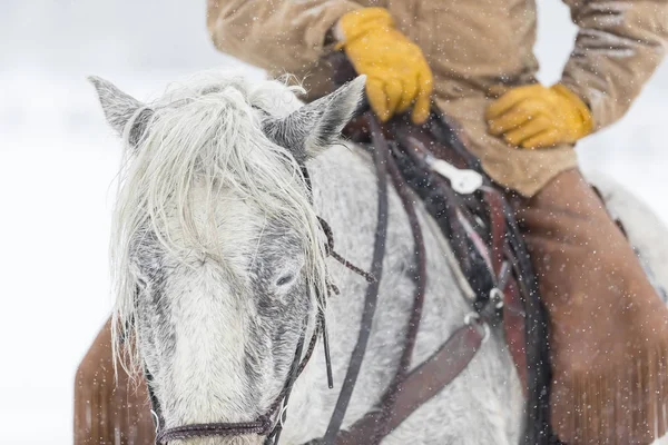 Cowboys terelő lovak a hóban — Stock Fotó