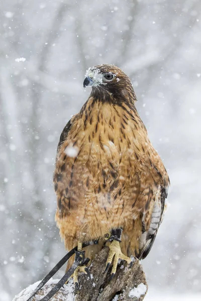 Rotschwanzfalke im Schnee — Stockfoto