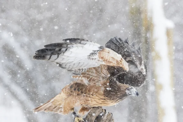 Red Tailed Hawk In The Snow