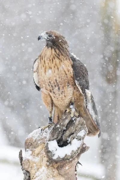 Red Tailed Hawk In The Snow