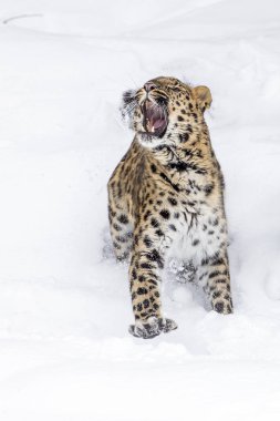 Amur leoparı kar