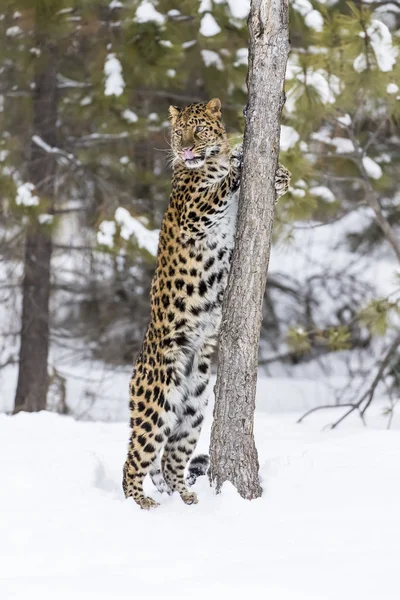 Amour léopard dans la neige — Photo