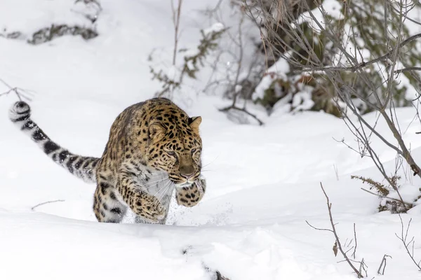 Amoerpanter in de sneeuw — Stockfoto