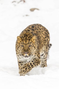Amur leoparı kar