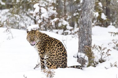 Amur leoparı kar