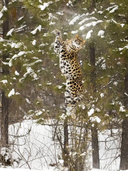 Амурский леопард в снегу — стоковое фото