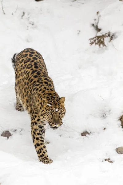 Amur leopardo en la nieve — Foto de Stock