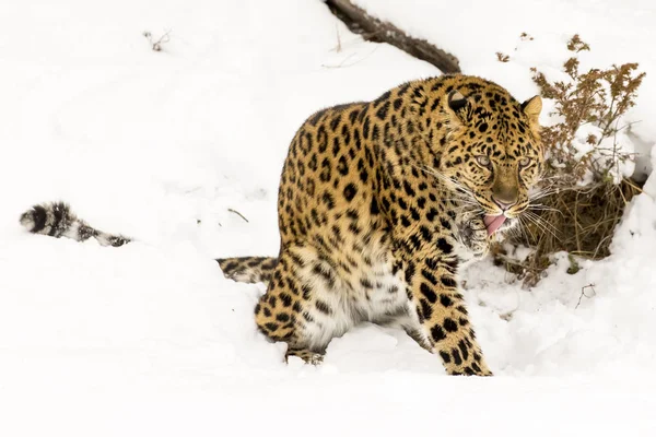 雪のアムールヒョウ — ストック写真