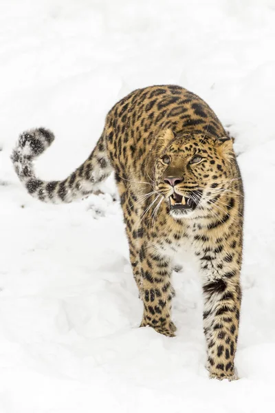 Amur leopardo na neve — Fotografia de Stock