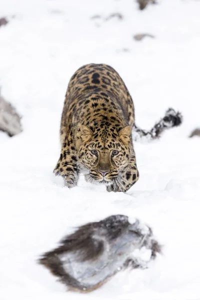 Amur leopardo na neve — Fotografia de Stock