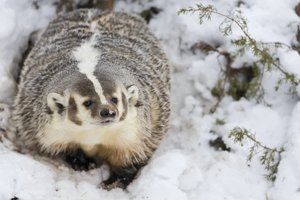 Badger In The Snow — Stock Photo, Image