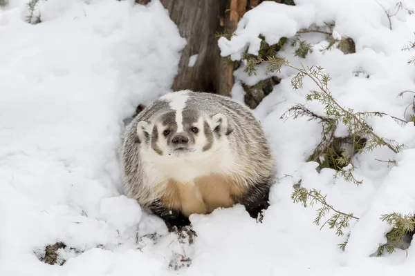 獾在雪中 — 图库照片