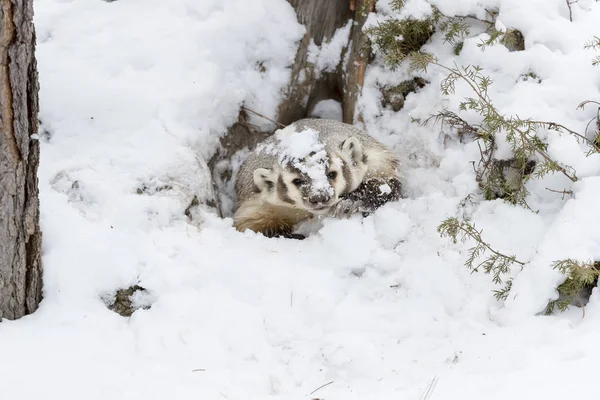 雪の中でアナグマ — ストック写真