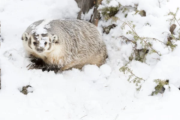 獾在雪中 — 图库照片
