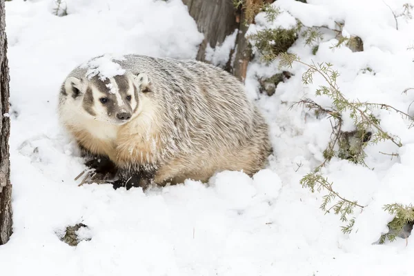 Badger In The Snow — Stock Photo, Image