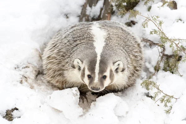 獾在雪中 — 图库照片