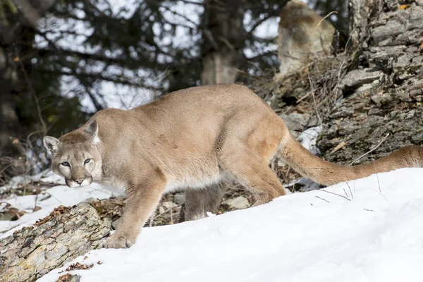 León de montaña en la nieve — Foto de Stock