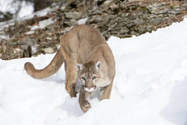 León de montaña en la nieve — Foto de Stock