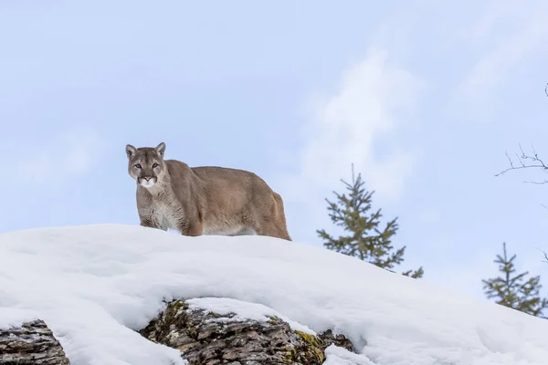 León de montaña en la nieve — Foto de Stock