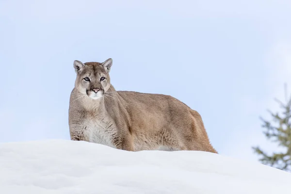 Гірський лев на снігу — стокове фото