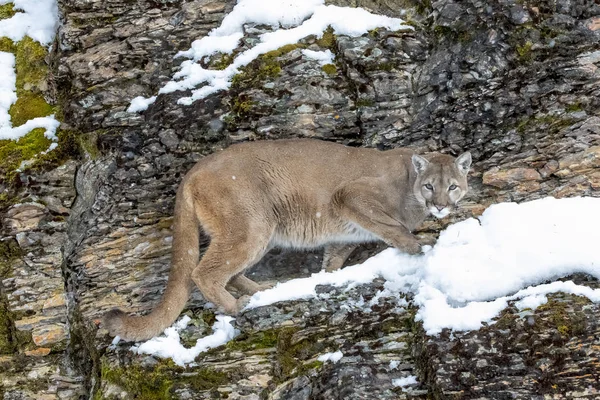 Poema In de sneeuw — Stockfoto