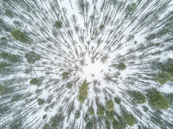 Neve cena de inverno — Fotografia de Stock