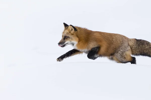 Red Fox In The Snow